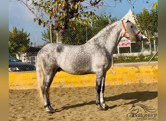 PRE Mix, Stallion, 3 years, 17 hh, Gray