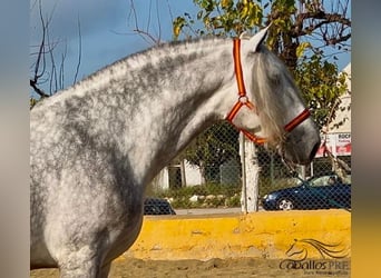 PRE Mix, Stallion, 3 years, 17 hh, Gray