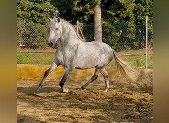 PRE Mix, Stallion, 3 years, 17 hh, Gray