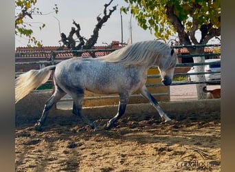 PRE Mix, Stallion, 3 years, 17 hh, Gray