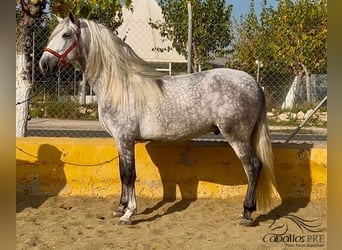 PRE Mix, Stallion, 3 years, 17 hh, Gray