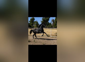 PRE, Stallion, 3 years, 17 hh, Grey