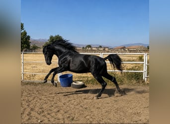 PRE, Stallion, 3 years, 17 hh, Grey
