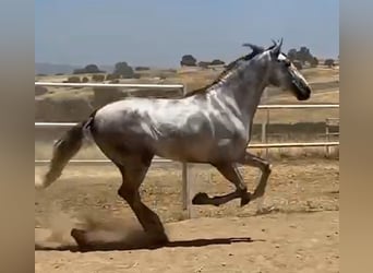 PRE, Stallion, 3 years, 17 hh, Grey