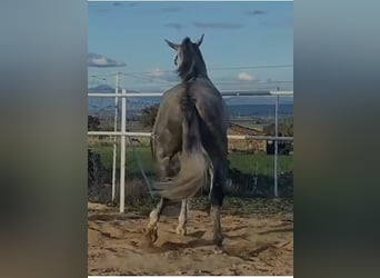 PRE, Stallion, 3 years, 17 hh, Grey