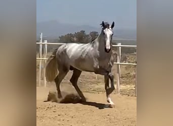 PRE, Stallion, 3 years, 17 hh, Grey