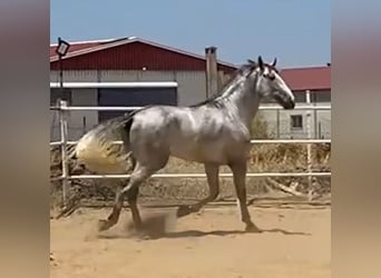 PRE, Stallion, 3 years, 17 hh, Grey