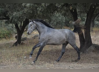 PRE, Stallion, 3 years, 17 hh, Grey