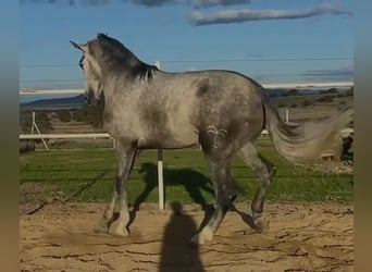 PRE, Stallion, 3 years, 17,1 hh, Grey