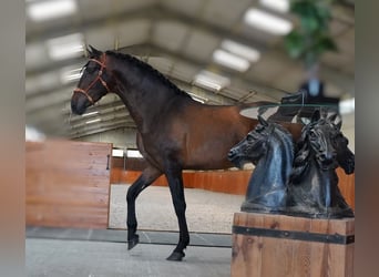 PRE Mix, Stallion, 3 years, Bay-Dark