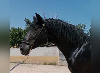 PRE Mix, Stallion, 3 years, Black