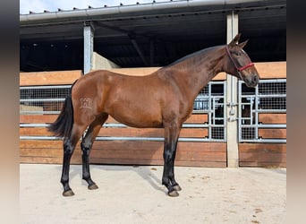 PRE Mix, Stallion, 3 years