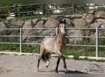 PRE, Stallion, 3 years, Buckskin