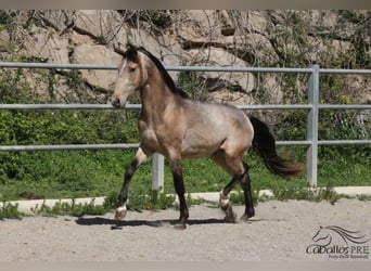 PRE, Stallion, 3 years, Buckskin
