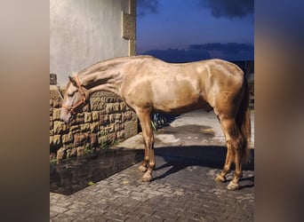 PRE Mix, Stallion, 3 years, Champagne
