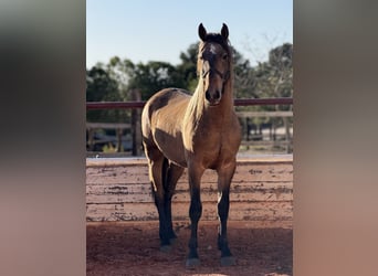 PRE Mix, Stallion, 3 years, Grey