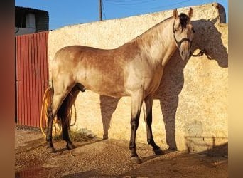 PRE Mix, Stallion, 3 years, Overo-all-colors