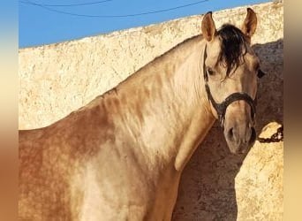 PRE Mix, Stallion, 3 years, Overo-all-colors