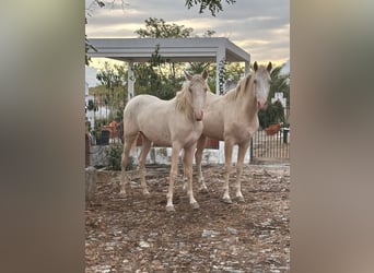 PRE, Stallion, 3 years, Perlino