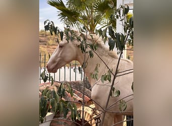 PRE, Stallion, 3 years, Perlino