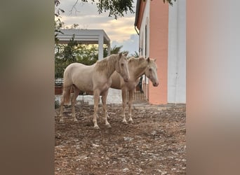 PRE, Stallion, 3 years, Perlino