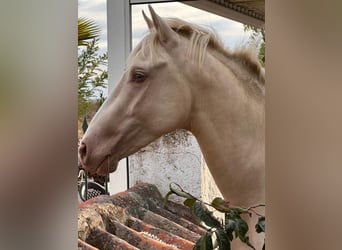 PRE, Stallion, 3 years, Perlino