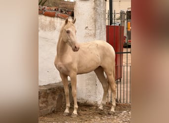 PRE, Stallion, 3 years, Perlino