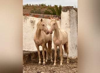 PRE Mix, Stallion, 3 years, Perlino