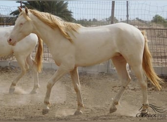 PRE, Stallion, 3 years, Perlino