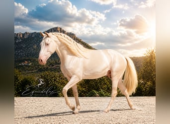 PRE Mix, Stallion, 4 years, 14.1 hh, Cremello