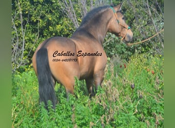 PRE Mix, Stallion, 4 years, 14.2 hh, Buckskin