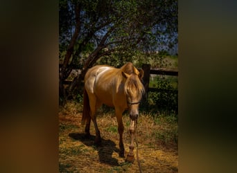 PRE, Stallion, 4 years, 14.2 hh, Pearl