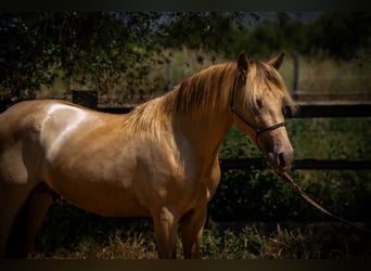 PRE, Stallion, 4 years, 14.2 hh, Pearl
