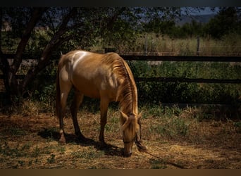 PRE, Stallion, 4 years, 14.2 hh, Pearl