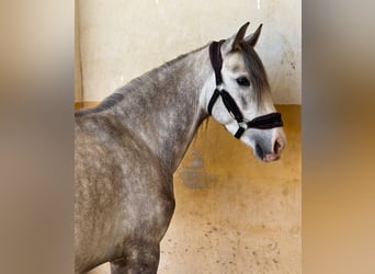 PRE Mix, Stallion, 4 years, 14 hh, Grey