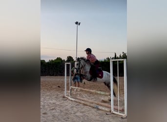 PRE Mix, Stallion, 4 years, 14 hh, Grey