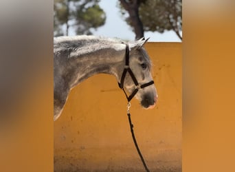PRE Mix, Stallion, 4 years, 14 hh, Grey