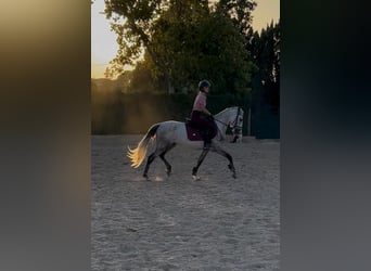 PRE Mix, Stallion, 4 years, 14 hh, Grey