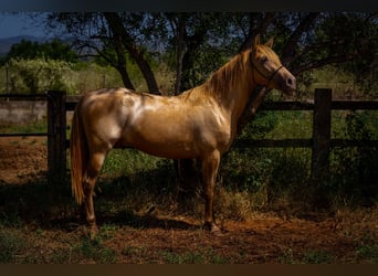 PRE Mix, Stallion, 4 years, 14,2 hh, Pearl