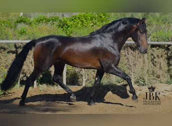 PRE, Stallion, 4 years, 15.1 hh, Bay-Dark