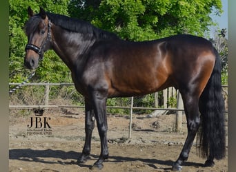 PRE, Stallion, 4 years, 15.1 hh, Bay-Dark