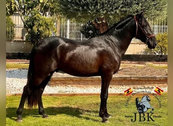 PRE Mix, Stallion, 4 years, 15,1 hh, Black