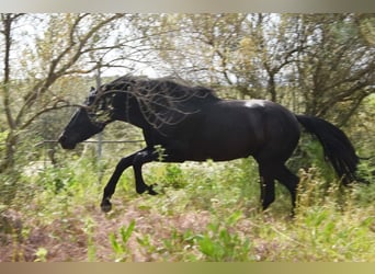 PRE, Stallion, 4 years, 15.1 hh, Black