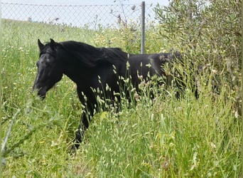 PRE, Stallion, 4 years, 15.1 hh, Black