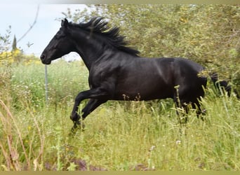 PRE, Stallion, 4 years, 15.1 hh, Black