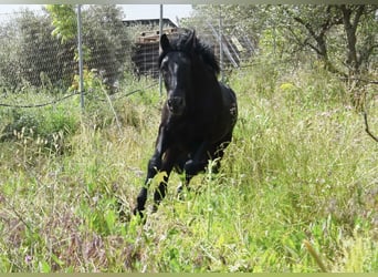 PRE, Stallion, 4 years, 15.1 hh, Black