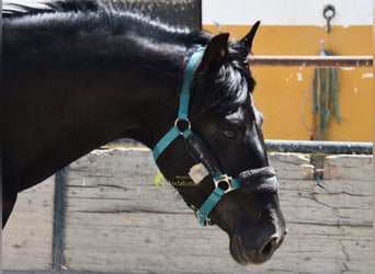 PRE, Stallion, 4 years, 15.1 hh, Black