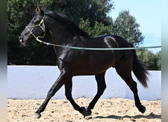 PRE Mix, Stallion, 4 years, 15,1 hh, Black