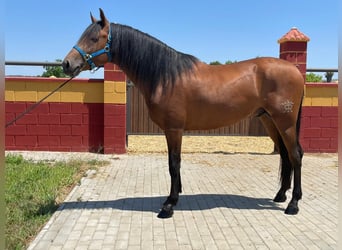 PRE, Stallion, 4 years, 15.1 hh, Brown