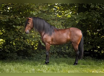 PRE Mix, Stallion, 4 years, 15,1 hh, Brown